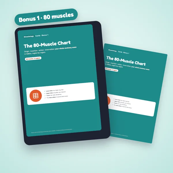 Bonus The 80-Muscle Chart