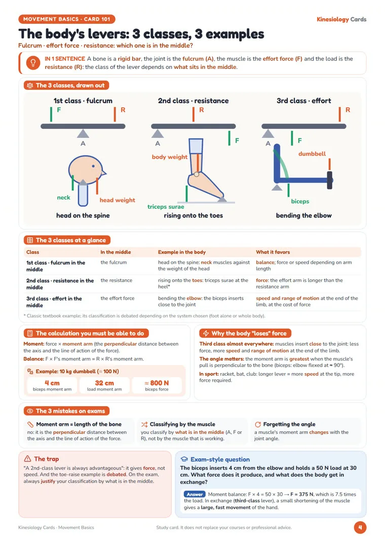 Card «The body’s levers: 3 classes, 3 examples» from Kinesiology Cards