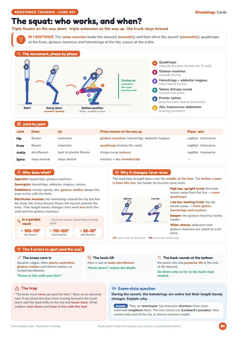 Card «The squat: who works, and when?» from Kinesiology Cards